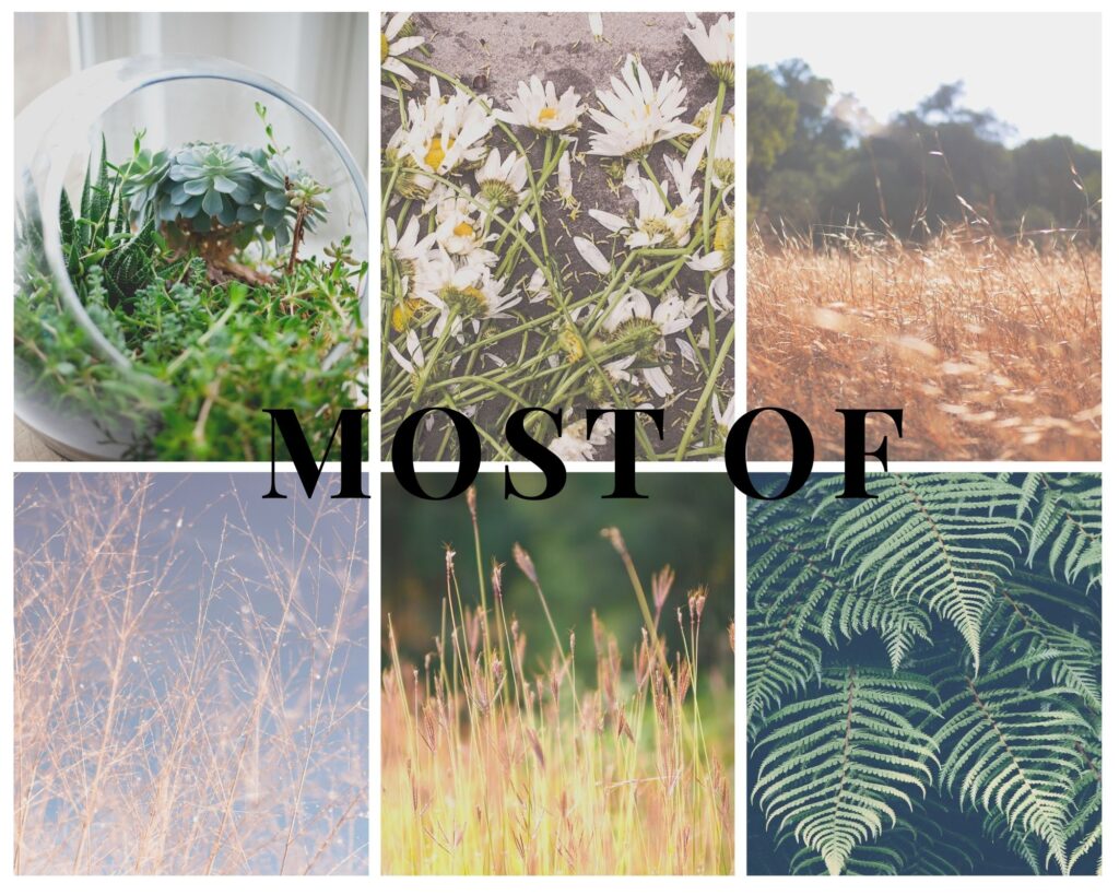 Cách phân biệt, cách dùng Most, Most of, Almost và The most trong tiếng Anh 4 Phân biệt và cách sử dụng Most of