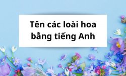 Tên các loài hoa bằng tiếng Anh cùng với ý nghĩa