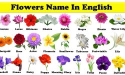 Tên các loài hoa bằng tiếng Anh cùng với ý nghĩa